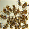 Ant control measures